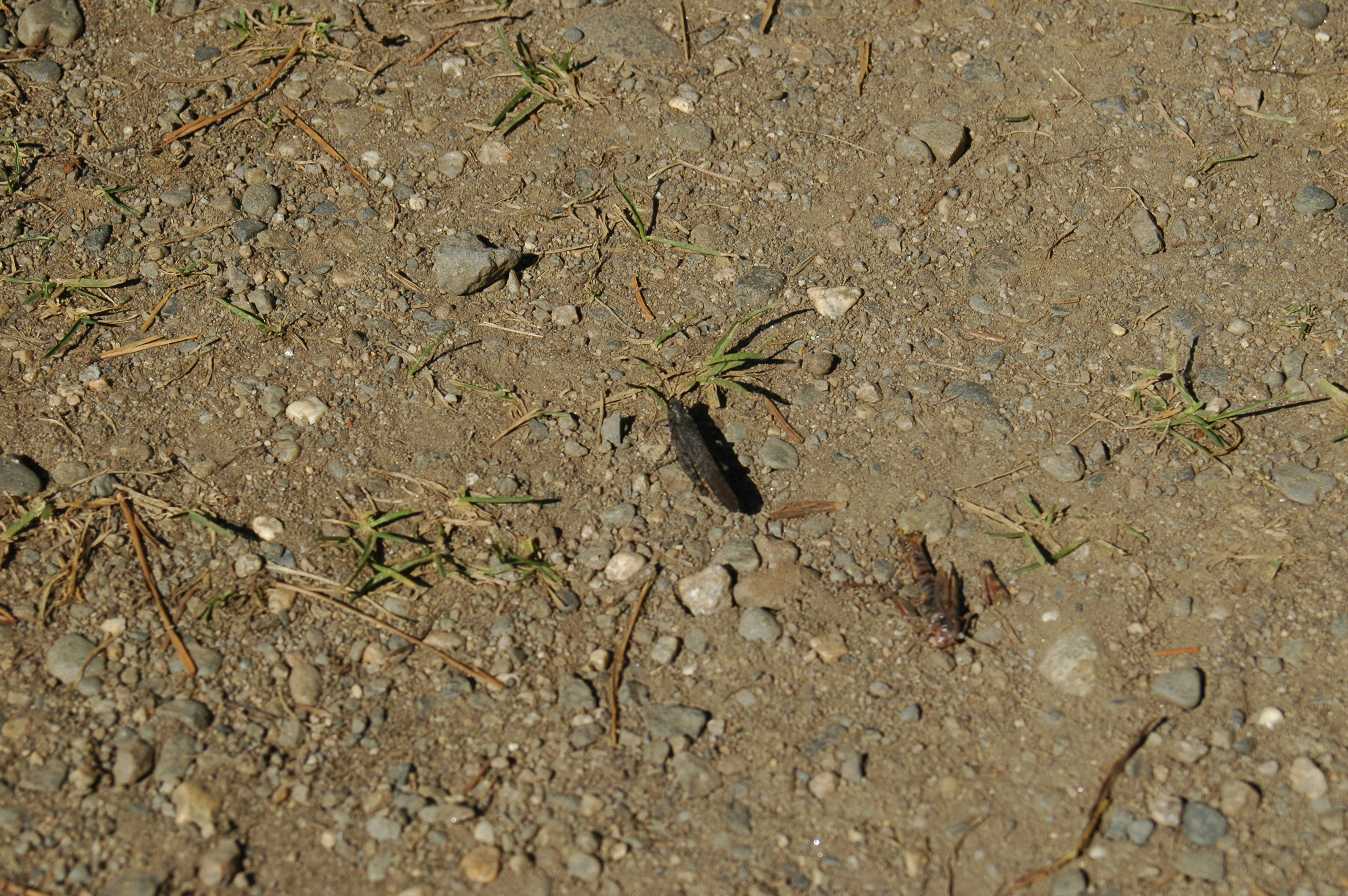 photos/wildlife/Invertebrate_Species/Canada/Canada 2007 393.jpg